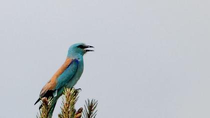 European Roller