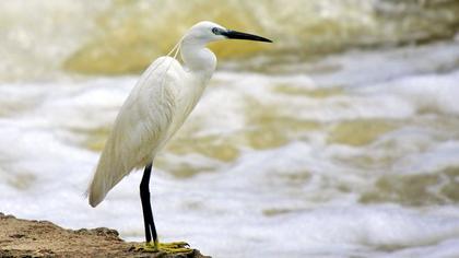 Little Egret