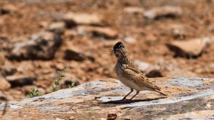 Turkestan Short-toed Lark