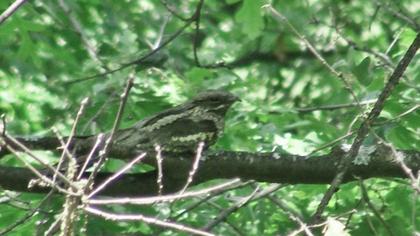European Nightjar