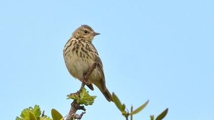 Tree Pipit
