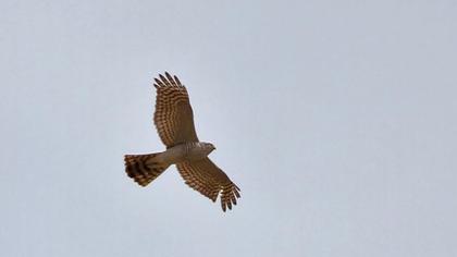 Eurasian Sparrowhawk