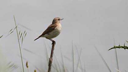 Isabelline Wheatear