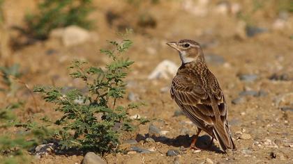 Calandra Lark