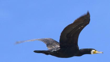 Karabatak