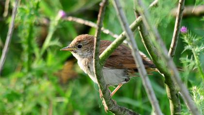 Common Nightingale