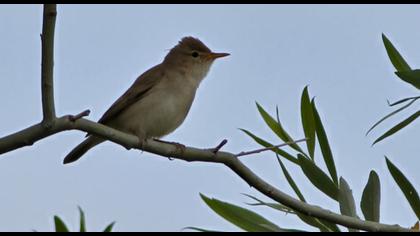 Eastern Olivaceous Warbler