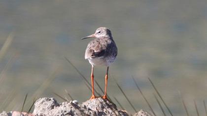 Common Redshank
