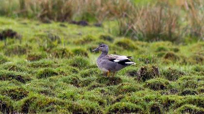 Gadwall