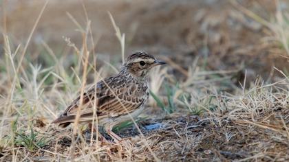 Woodlark