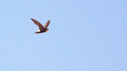 Little Swift
