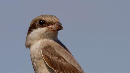 Karaalınlı örümcekkuşu