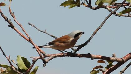 Red-backed Shrike