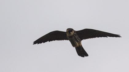Eurasian Hobby