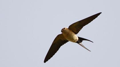 Kızıl kırlangıç