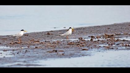 Little Tern