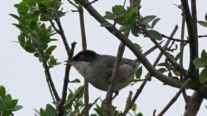 Sardinian Warbler