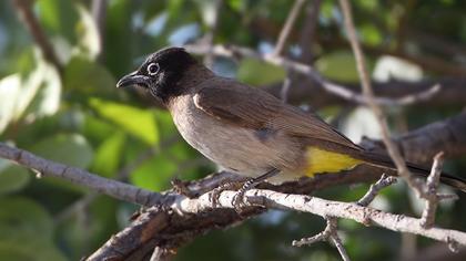 White-spectacled Bulbul