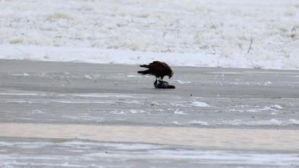 Western Marsh Harrier