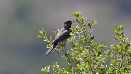 Rüppell`s Warbler