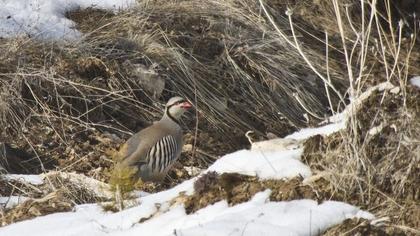 Chukar Partridge