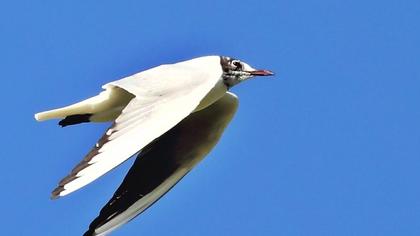 Black-headed Gull