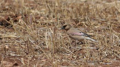 Desert Finch