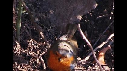 European Robin