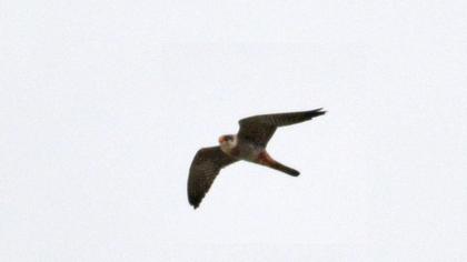 Eurasian Hobby