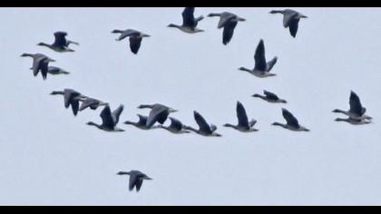 Greylag Goose