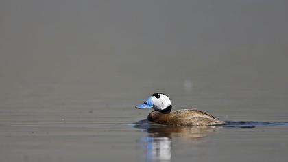 Dikkuyruk