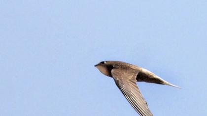 Pallid Swift