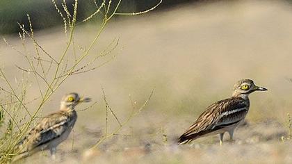 Eurasian Stone-curlew