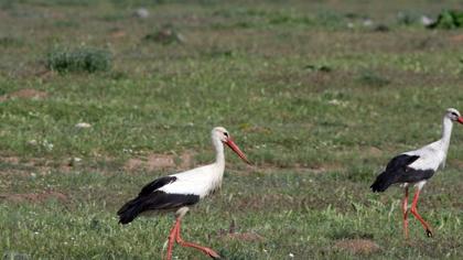 White Stork