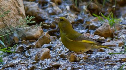 European Greenfinch