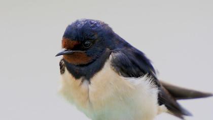 Barn Swallow