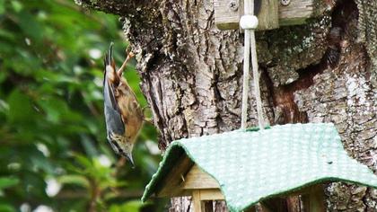Eurasian Nuthatch