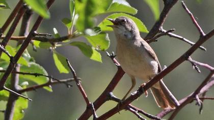 Subalpine Warbler
