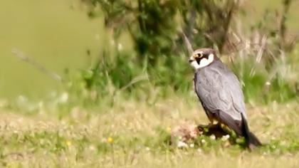 Eurasian Hobby