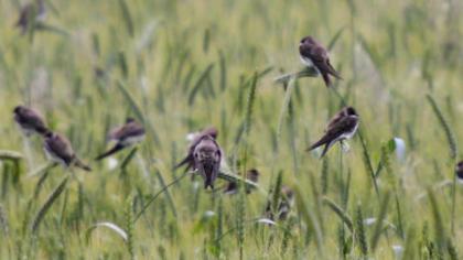 Sand Martin