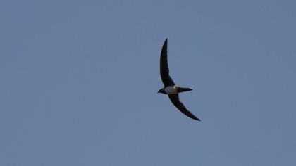 Alpine Swift