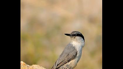 Western Rock Nuthatch