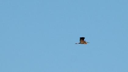 Purple Heron