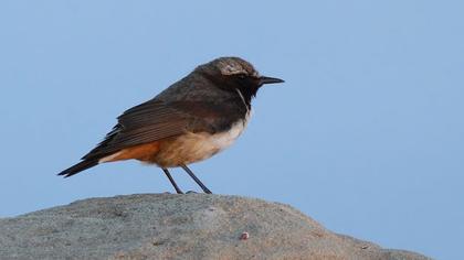 Red-tailed Wheatear
