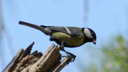 Great Tit