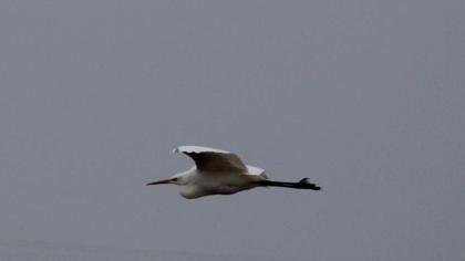 Great Egret