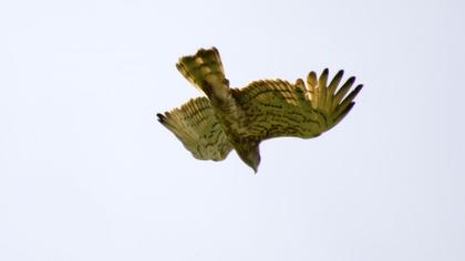 Short-toed Snake Eagle