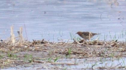 Red-throated Pipit