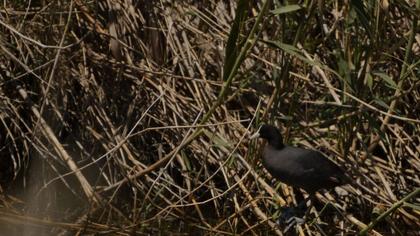 Sakarmeke