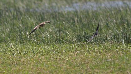 Collared Pratincole